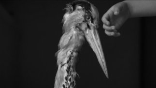 Clément Deneux Bijoute Production oiseau en NB